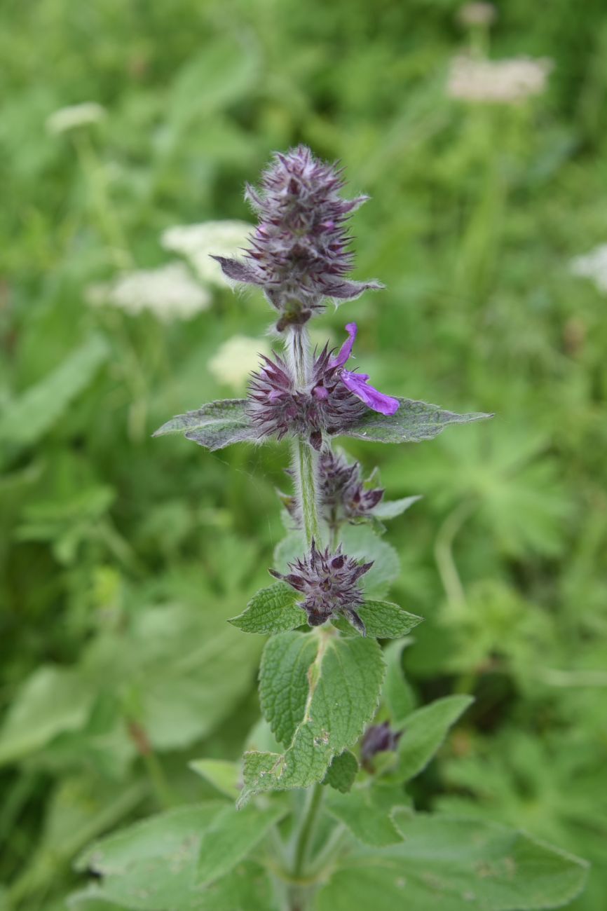 Изображение особи род Stachys.