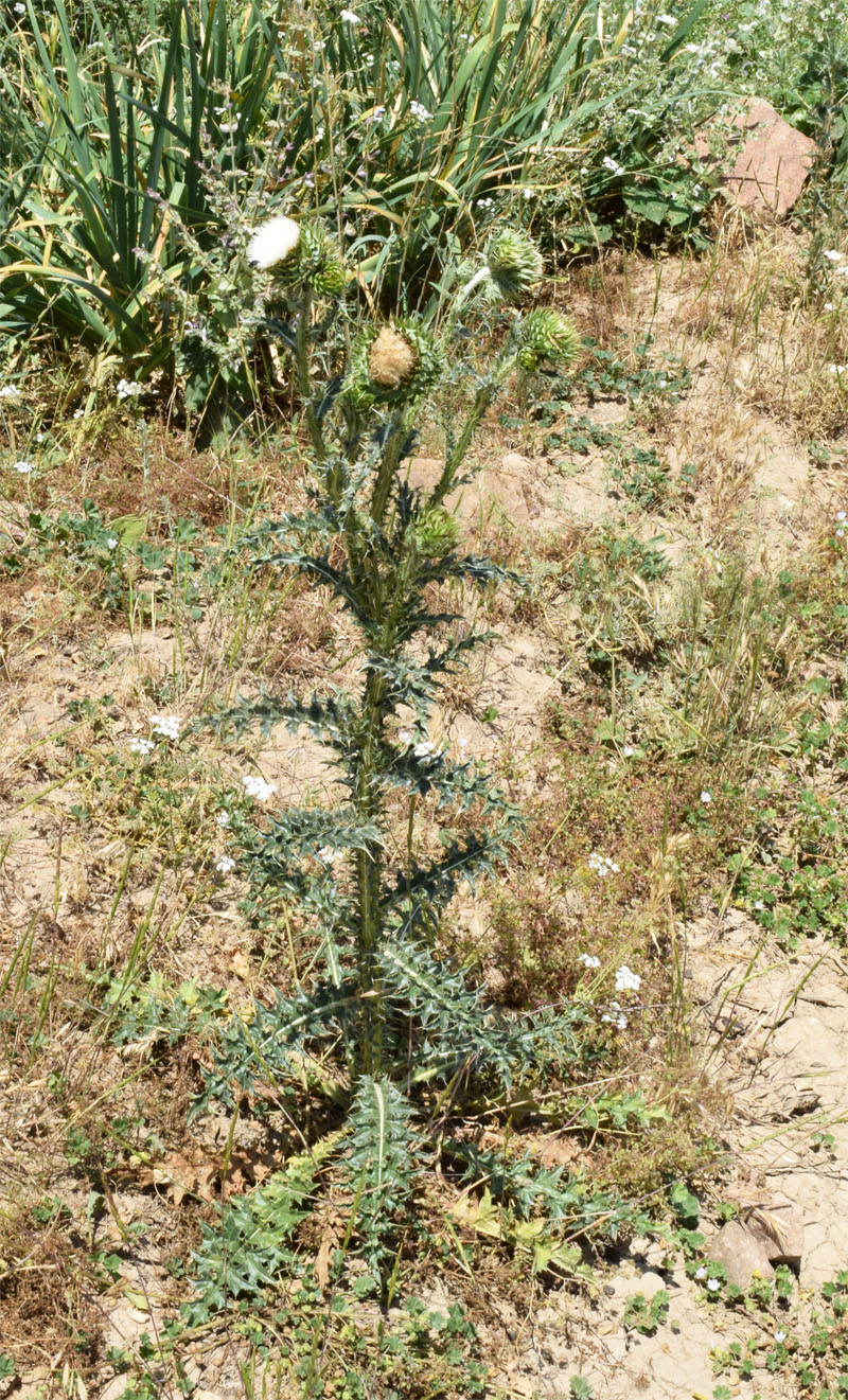 Изображение особи Carduus coloratus.