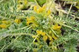 Astragalus lithophilus