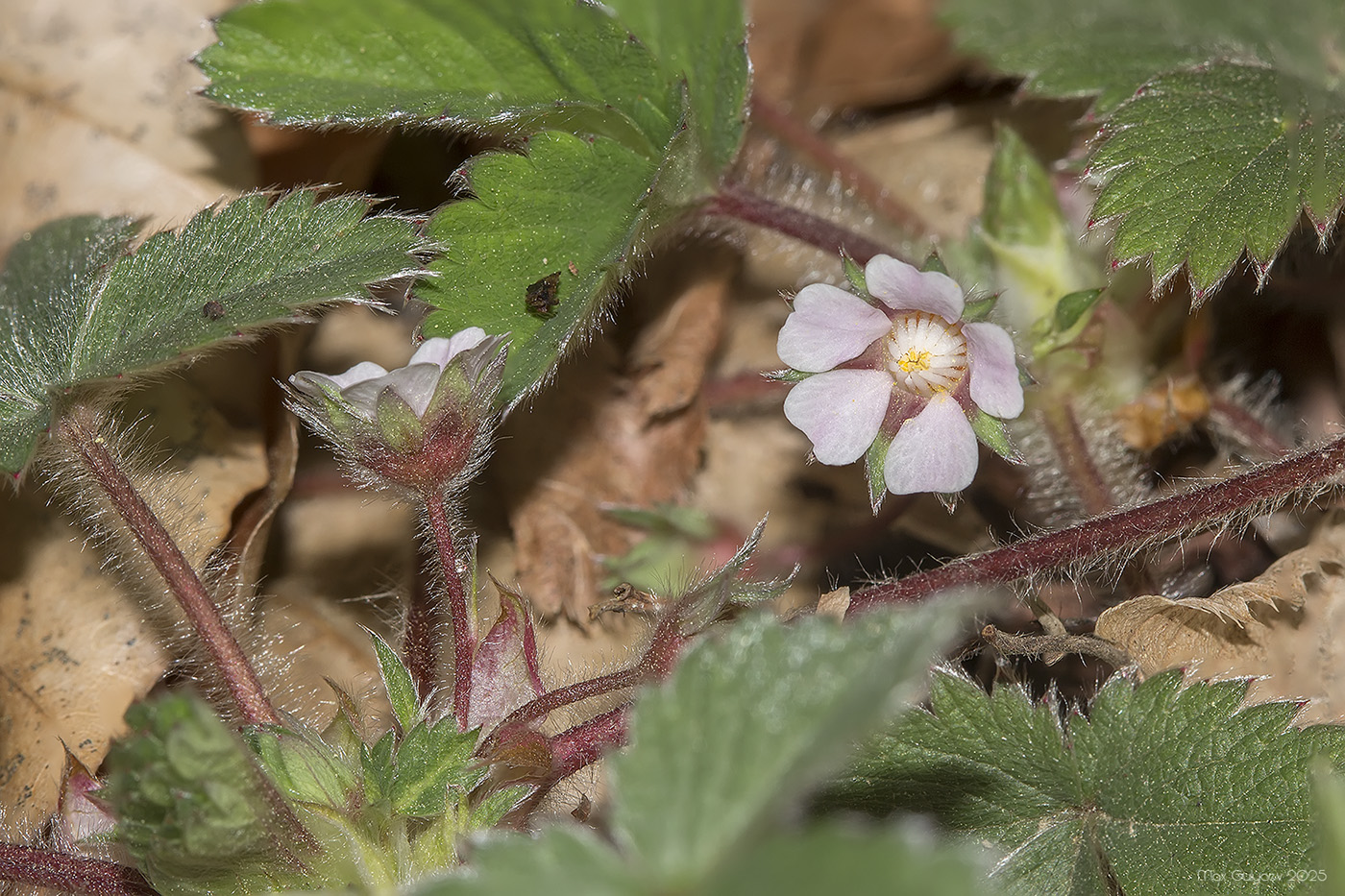 Изображение особи Potentilla micrantha.