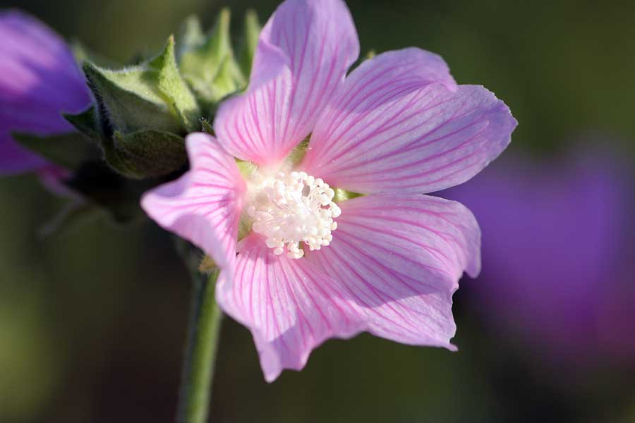 Image of Malva thuringiaca specimen.