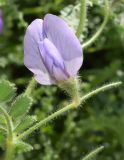 Смотреть изображение Cicer songaricum