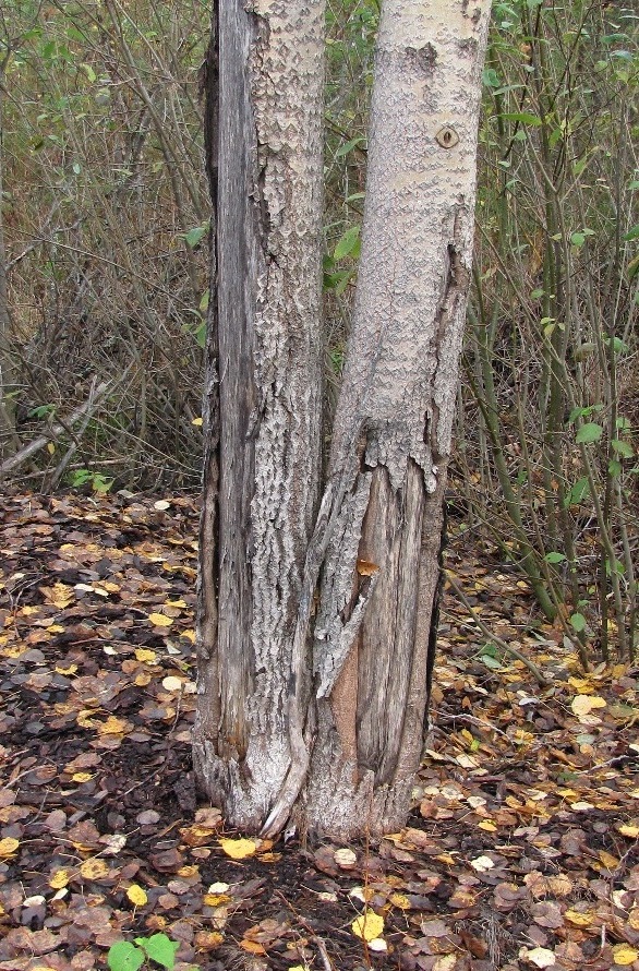 Image of Populus tremula specimen.