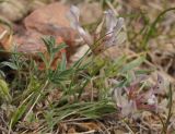 View full-size image Astragalus chomutowii