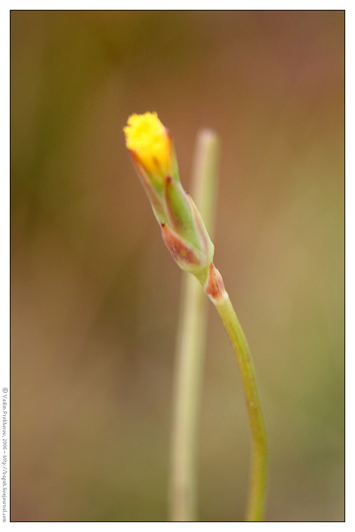 Image of Scorzonera parviflora specimen.