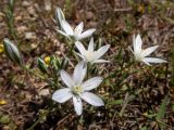 Смотреть изображение Ornithogalum navaschinii