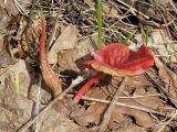 Rumex confertus