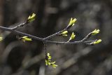 View full-size image Rhamnus cathartica