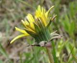 Taraxacum tortilobum. Соцветие. Север Кубани, станица Шкуринская, сазовая степь. 21.04.2011.