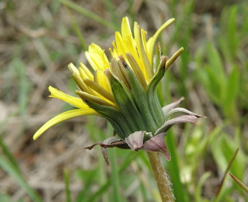 Image of Taraxacum tortilobum specimen.