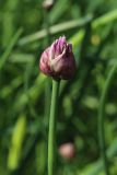 View full-size image Allium schoenoprasum