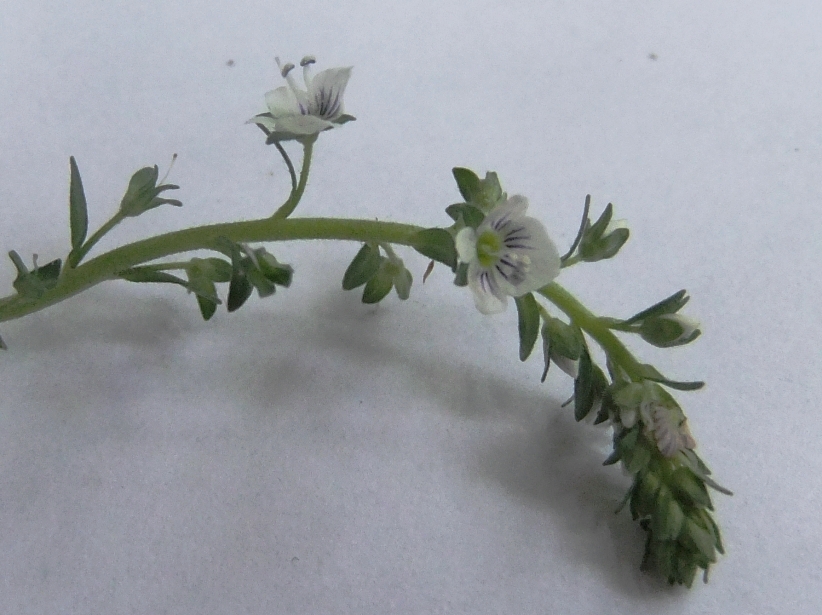 Image of Veronica serpyllifolia specimen.