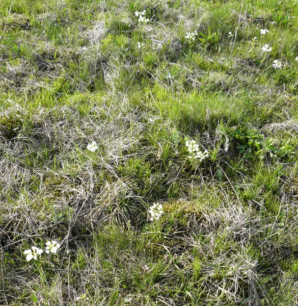 Image of Cardamine dentata specimen.