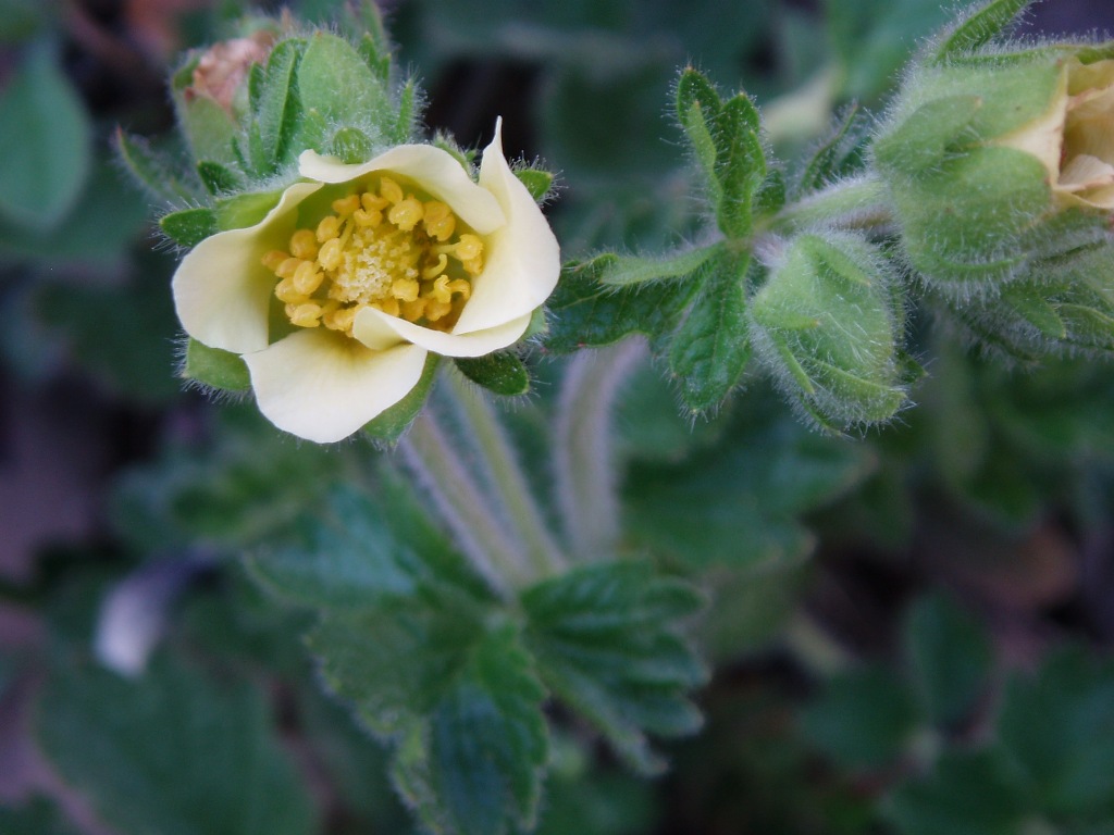 Изображение особи Potentilla geoides.