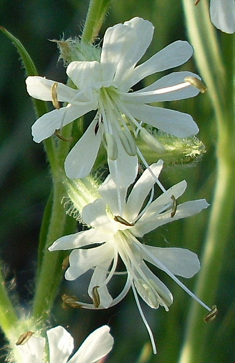 Image of Silene dichotoma specimen.