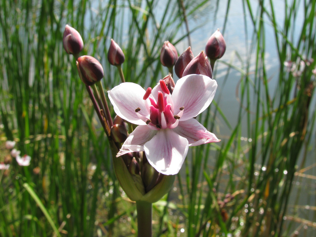 Image of Butomus umbellatus specimen.