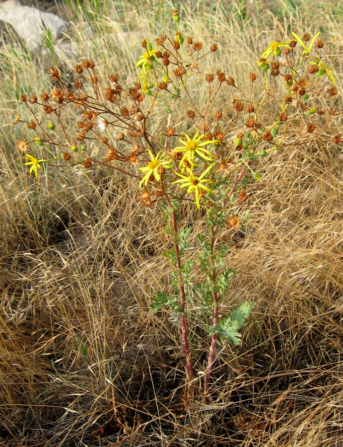 Image of Senecio jacobaea specimen.