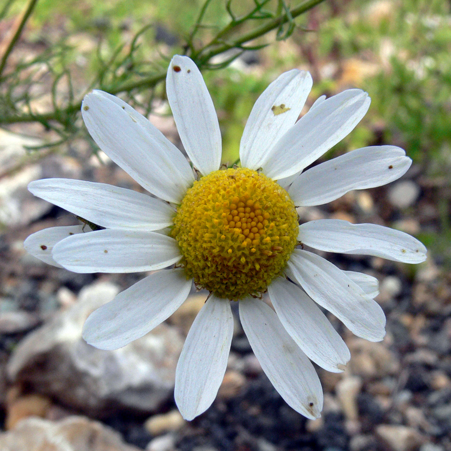 Изображение особи Tripleurospermum inodorum.