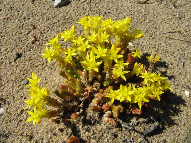 Image of Sedum acre specimen.