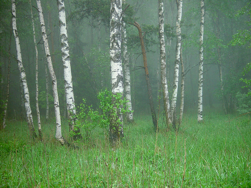 Изображение особи Betula pendula.