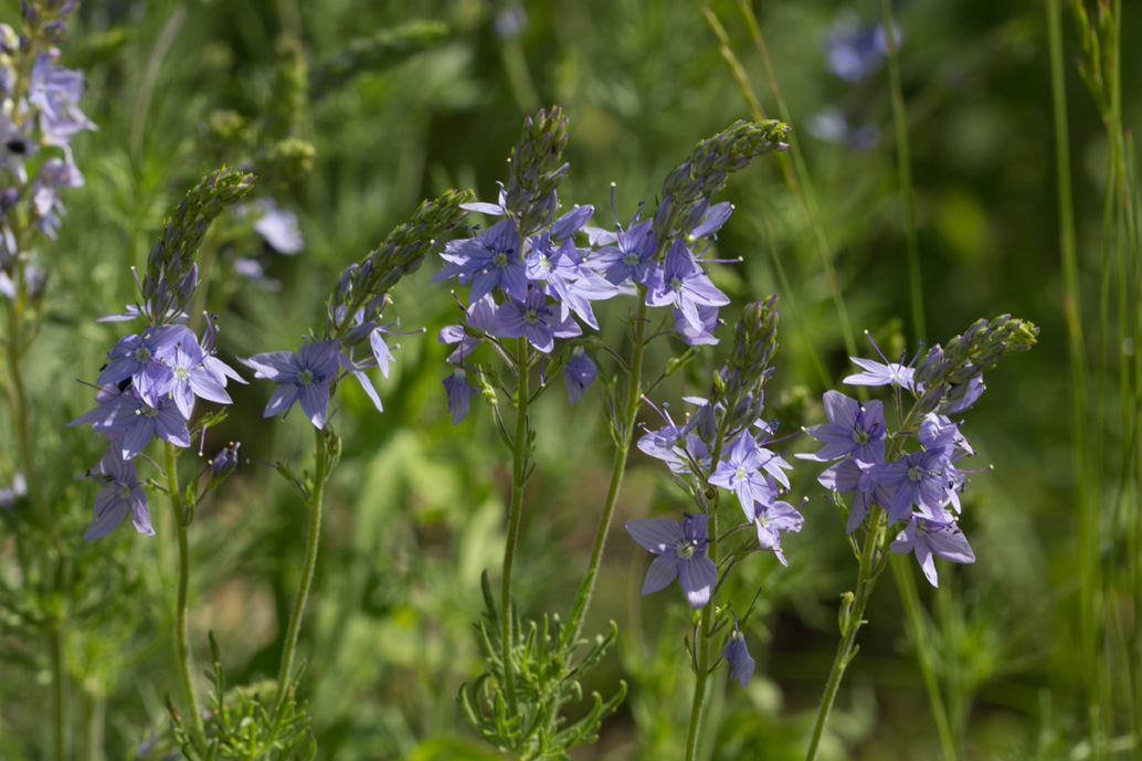 Image of Veronica jacquinii specimen.