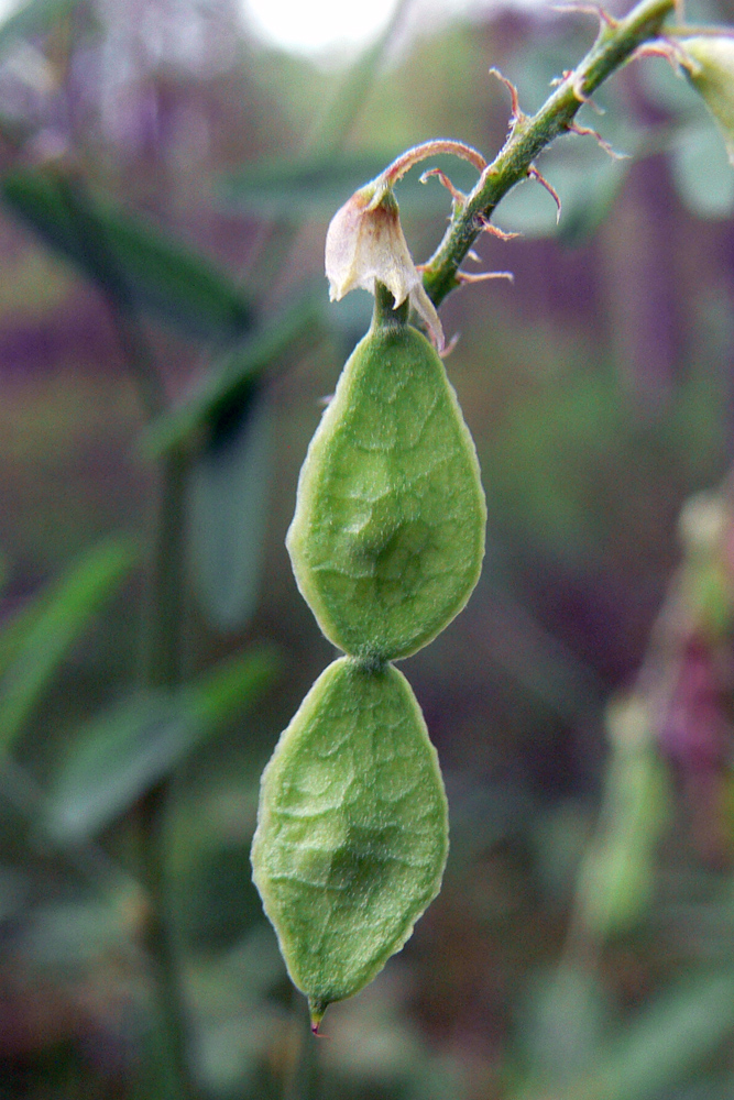 Image of Hedysarum alpinum specimen.