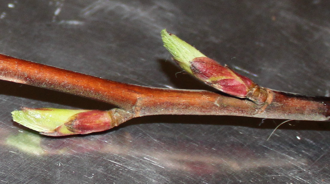 Image of Ribes sanguineum specimen.