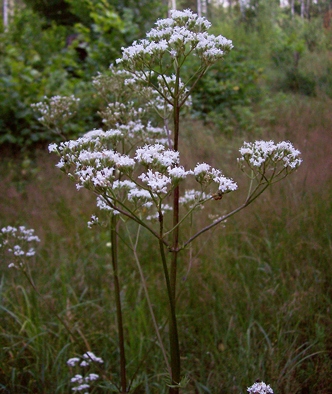 Изображение особи Valeriana officinalis.