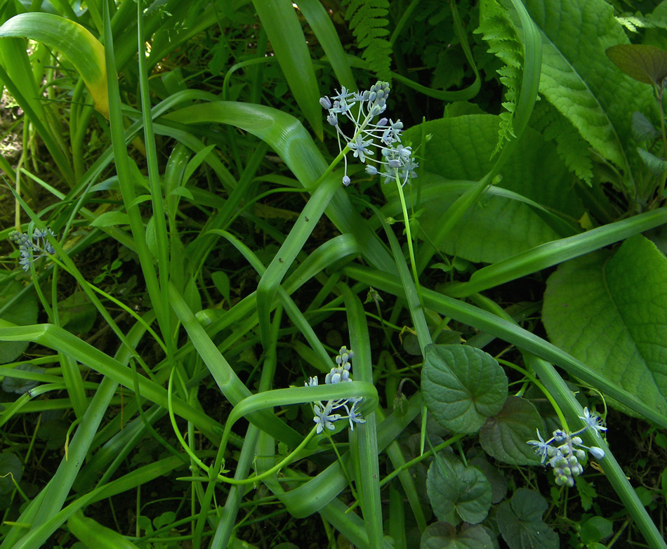 Image of Scilla litardierei specimen.