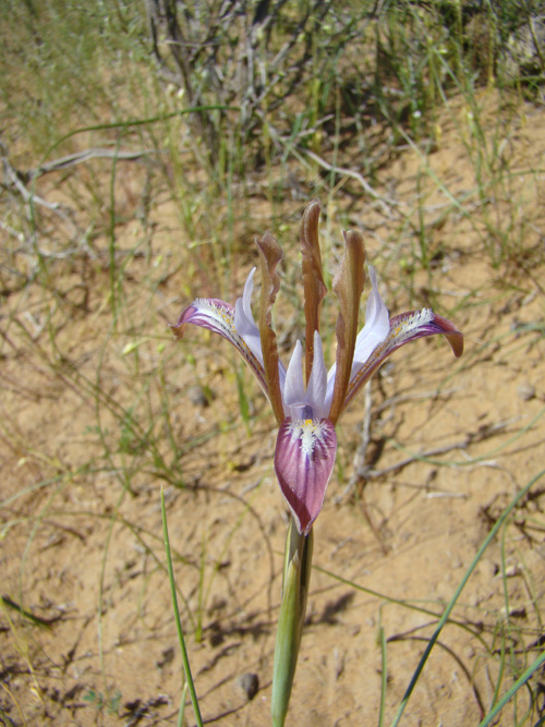 Image of Iris longiscapa specimen.