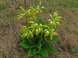 Primula veris