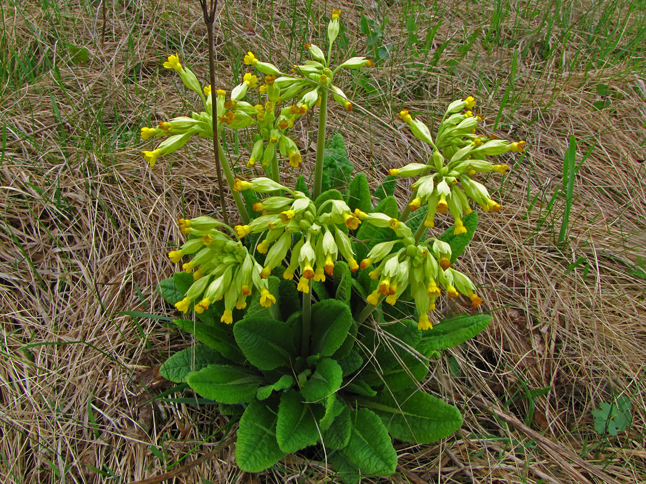 Image of Primula veris specimen.