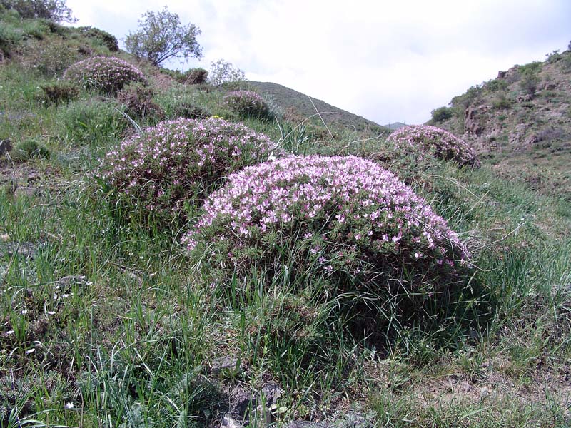 Image of Onobrychis cornuta specimen.