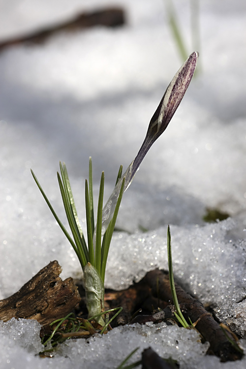 Изображение особи Crocus alatavicus.