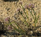 Allium tauricola