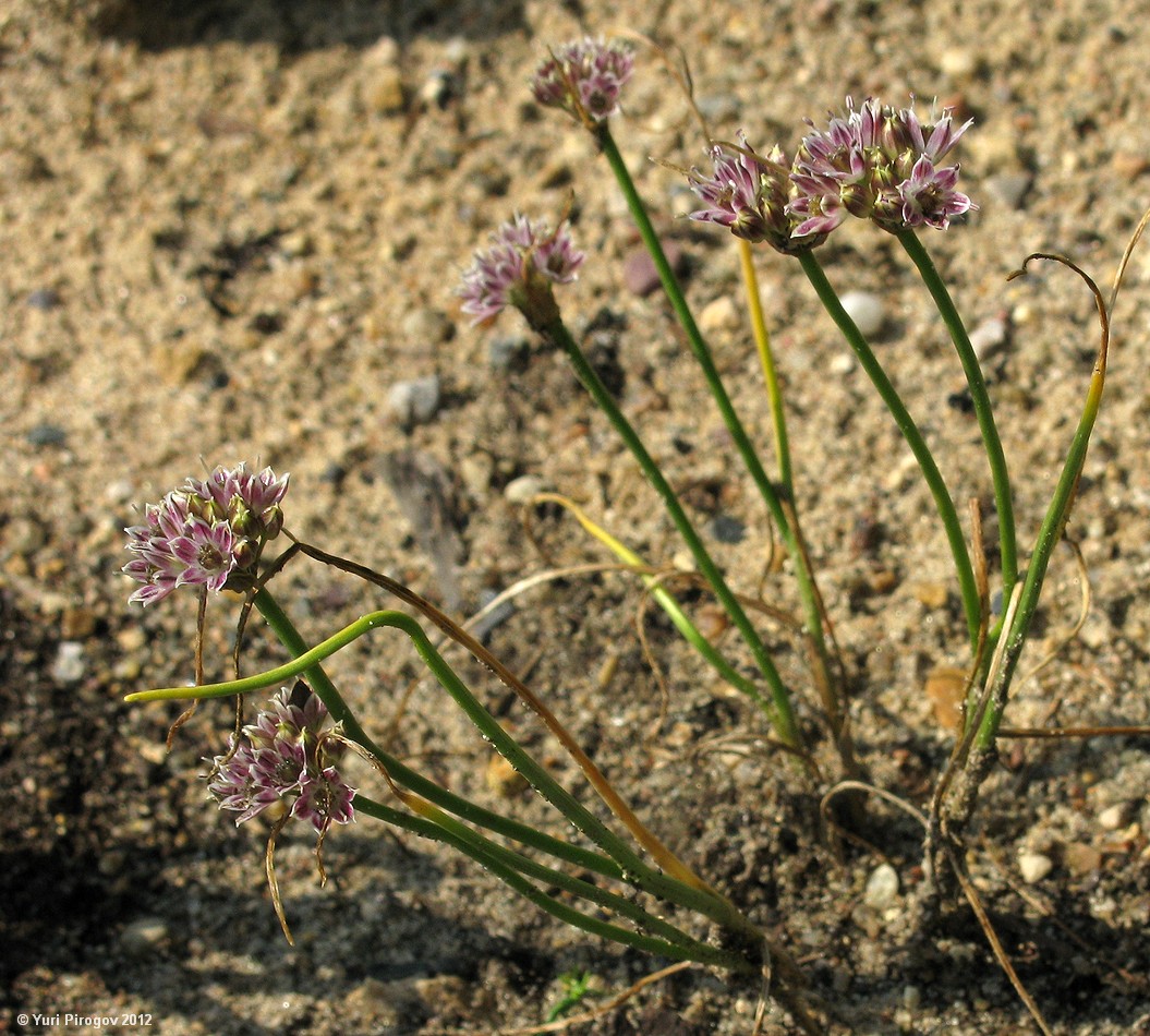 Изображение особи Allium tauricola.