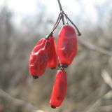 genus Berberis. Перезимовавшие плоды. Украина, г. Кривой Рог, Ботанический сад НАН Украины. 21.03.2009.