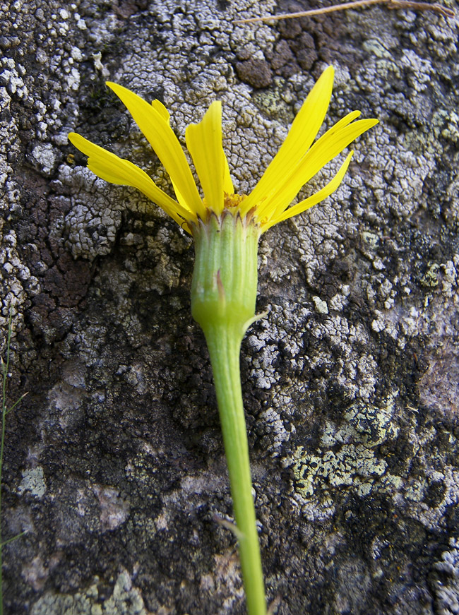 Image of Dolichorrhiza correvoniana specimen.