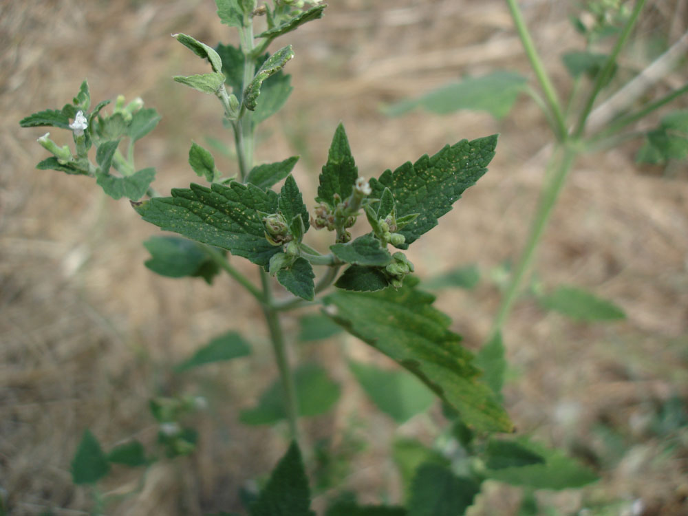 Image of Nepeta cataria specimen.