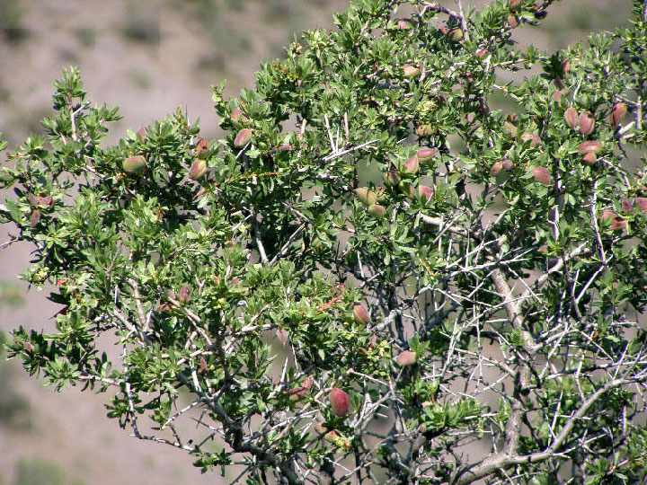 Image of Amygdalus spinosissima specimen.