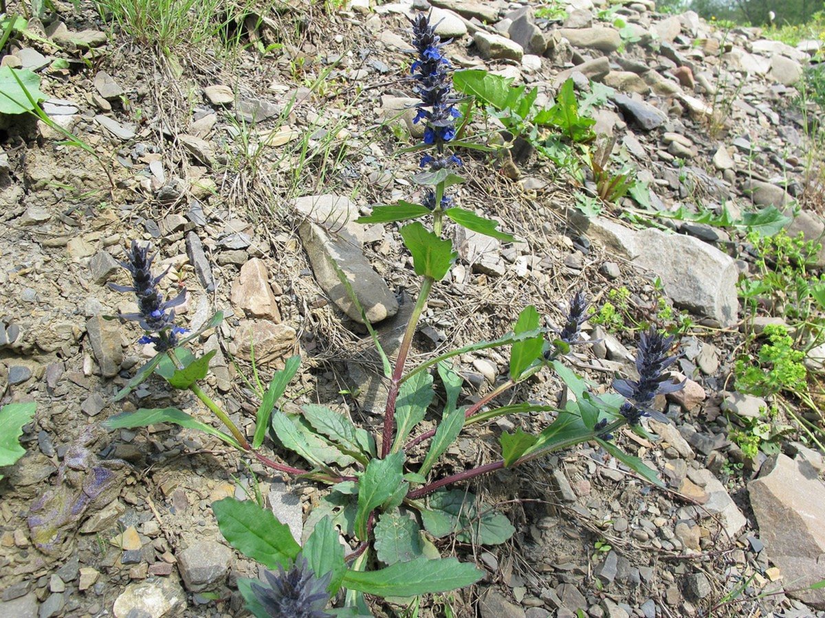 Image of Ajuga genevensis specimen.