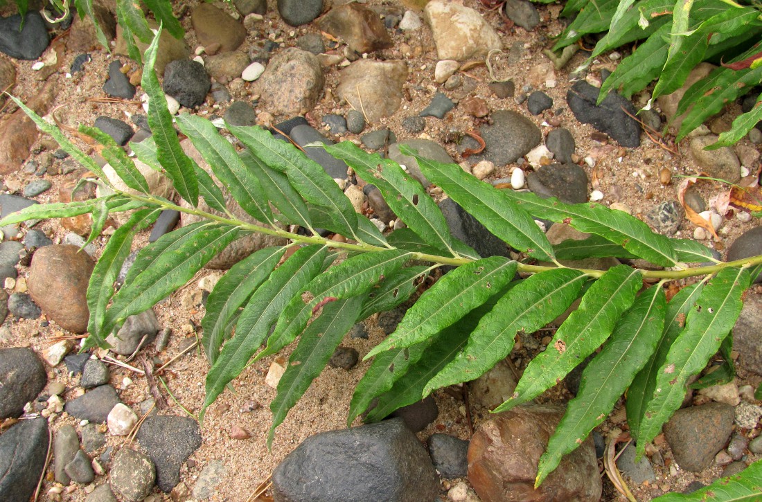 Image of Salix &times; stipularis specimen.