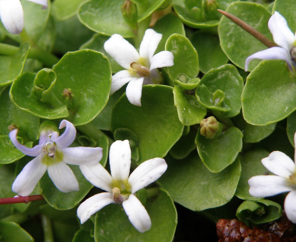 Image of Lobelia arenaria specimen.