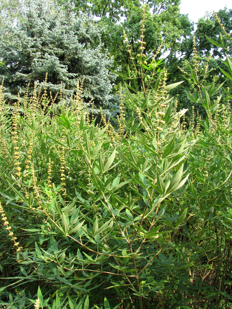 Изображение особи Vitex agnus-castus.