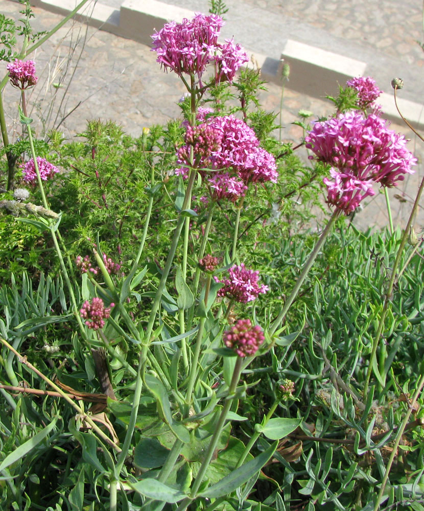 Image of Centranthus ruber specimen.