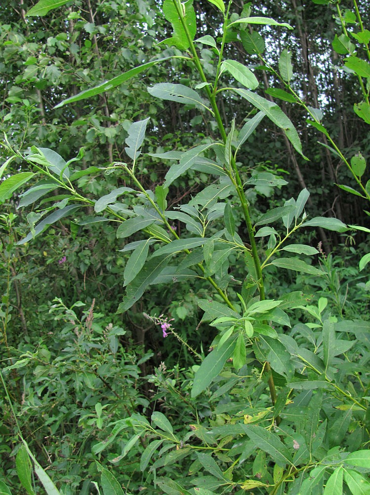 Image of genus Salix specimen.