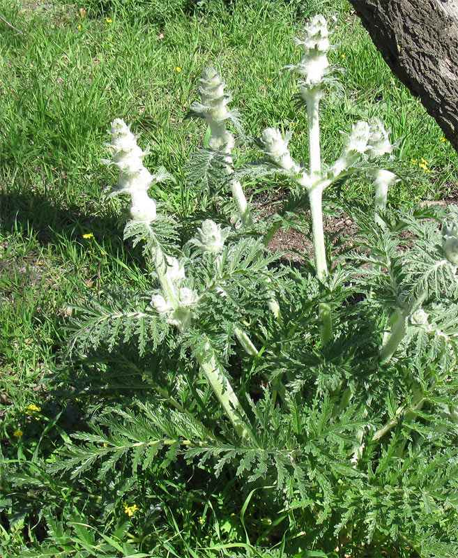 Image of Phlomoides laciniata specimen.