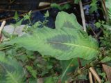 Persicaria maculosa. Лист. Украина, г. Запорожье, пос. Солнечный. 21.07.2012.