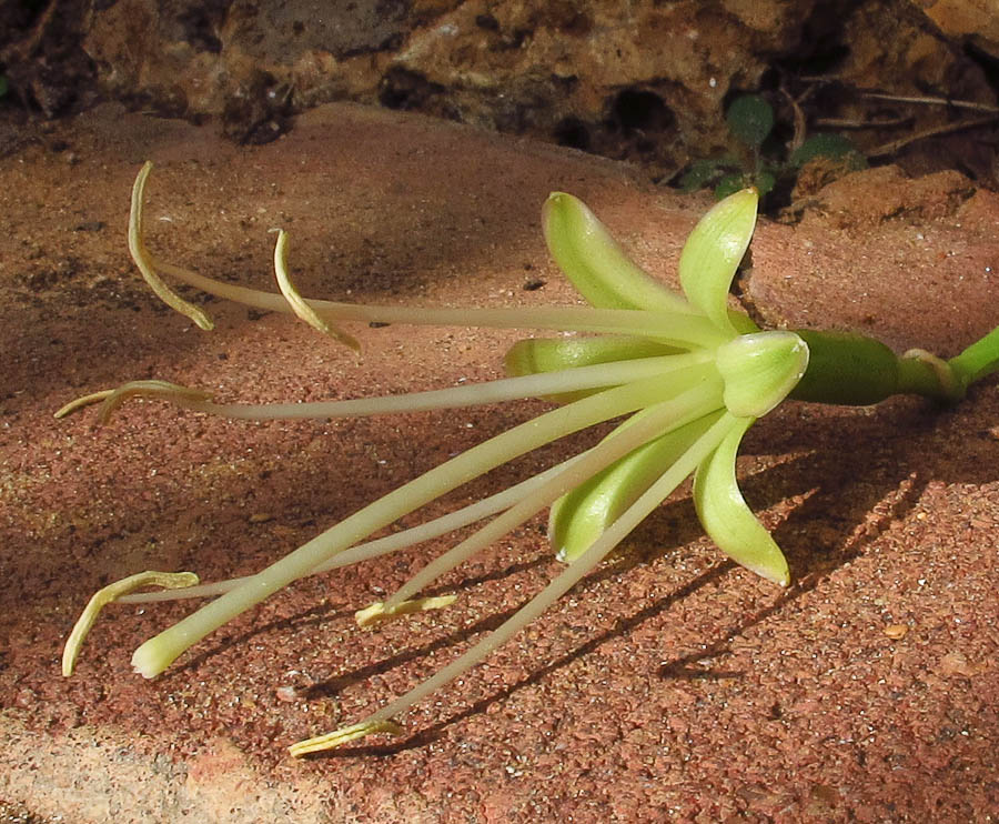 Image of Agave attenuata specimen.