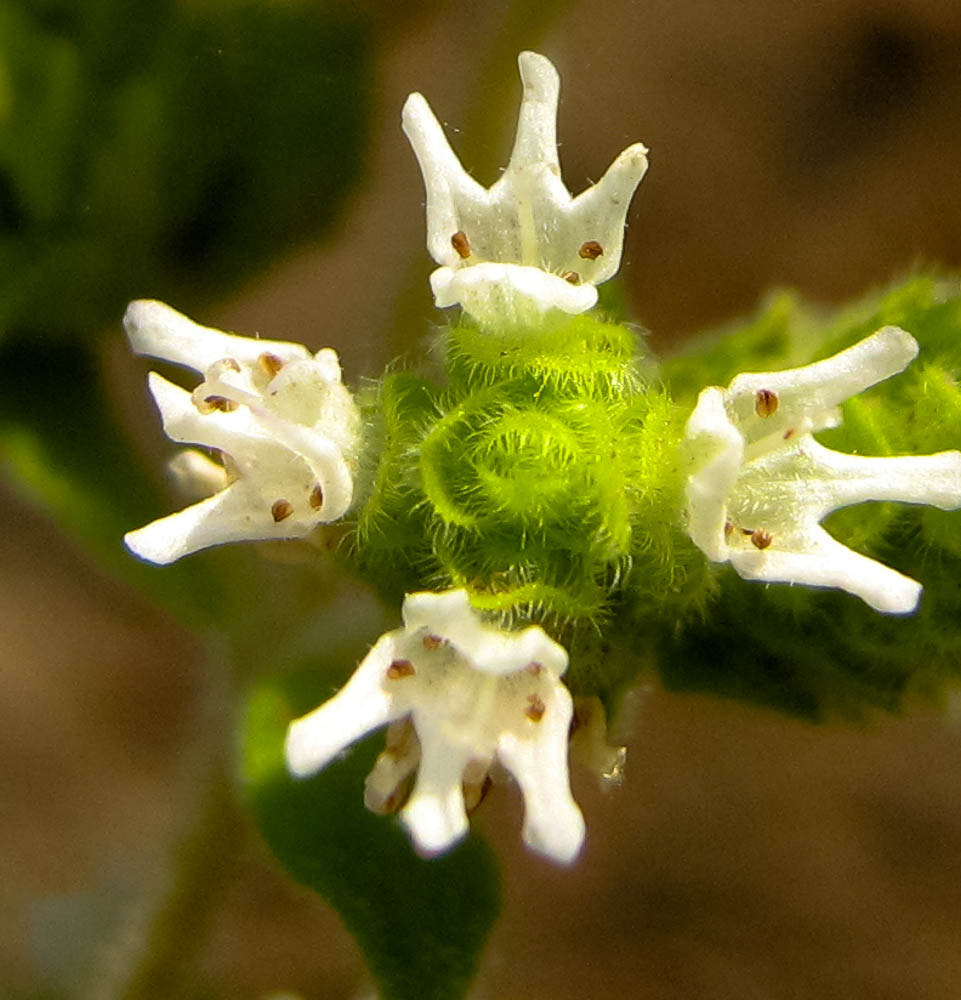 Image of Majorana syriaca specimen.